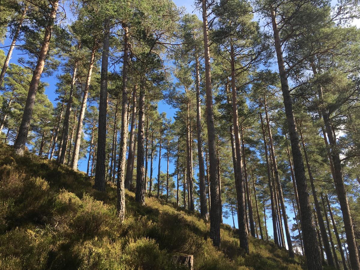 Firhall Highland B&B Grantown-on-Spey ภายนอก รูปภาพ